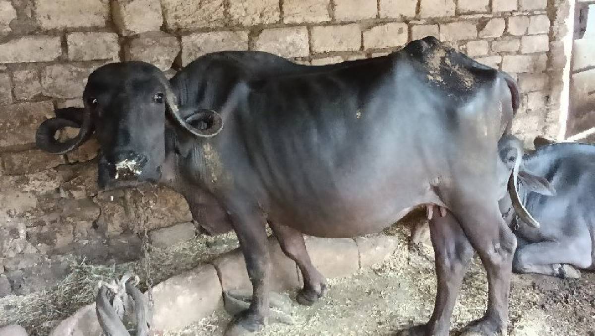 અખંડ ખડેલી છે નવ મહિના ગાભણી છે