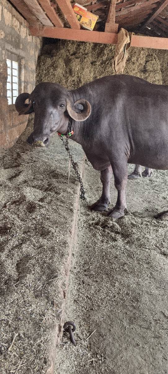 પેલવેતરી ખડેલી
