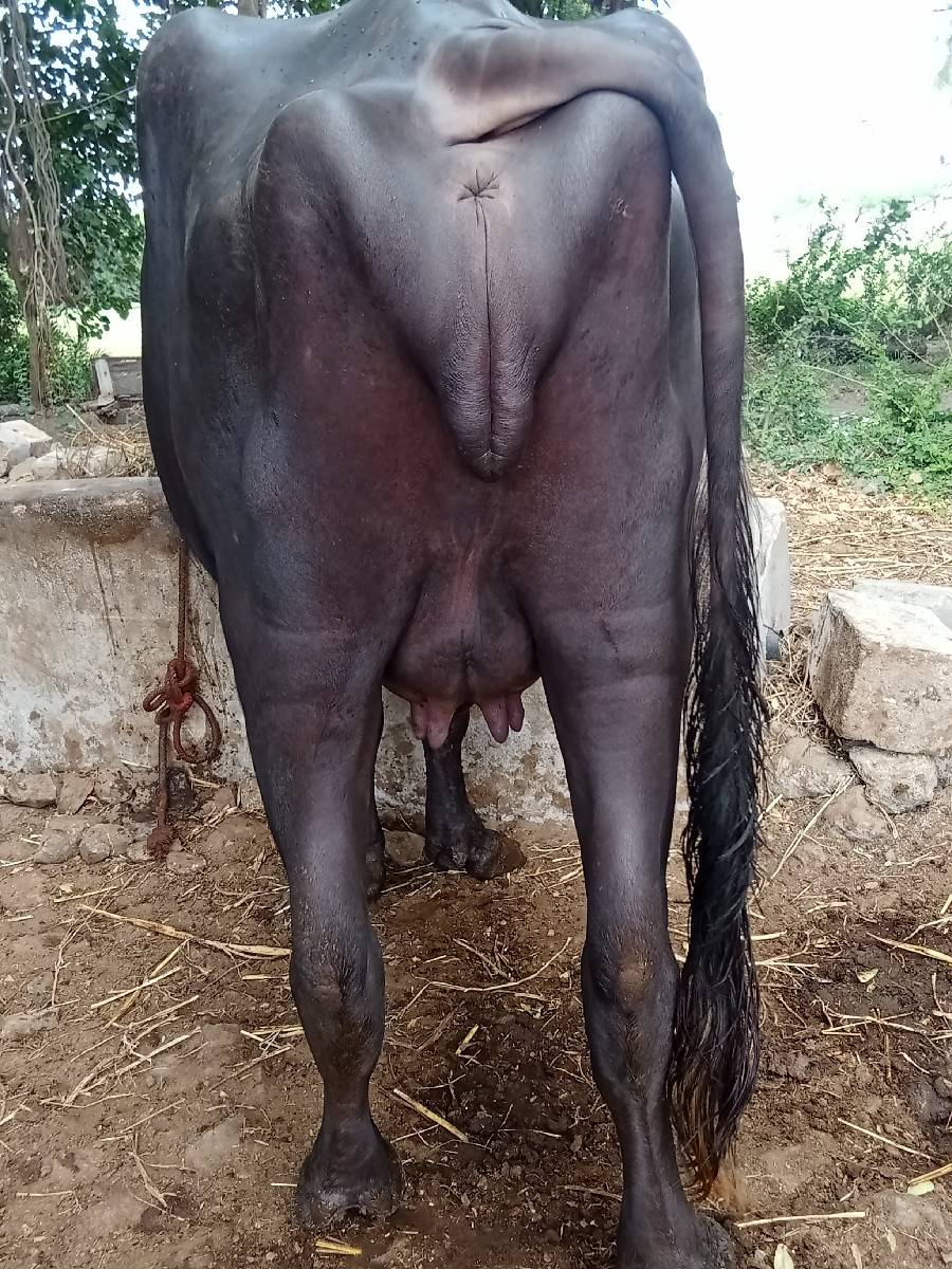 6 દાંત ખડેલી વેચવાની છે