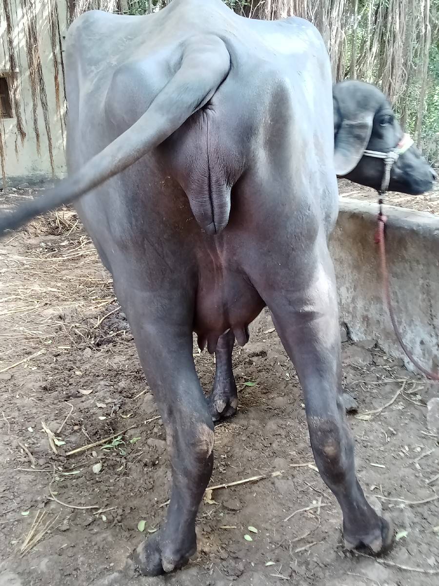 6 દાંત ખડેલી વેચવાની છે