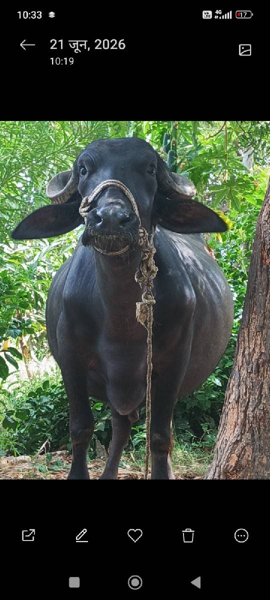 ખળેલી  વેચવાની છે