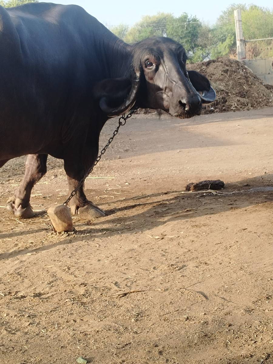 વેચવાની