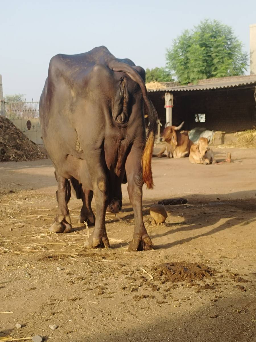 વેચવાની