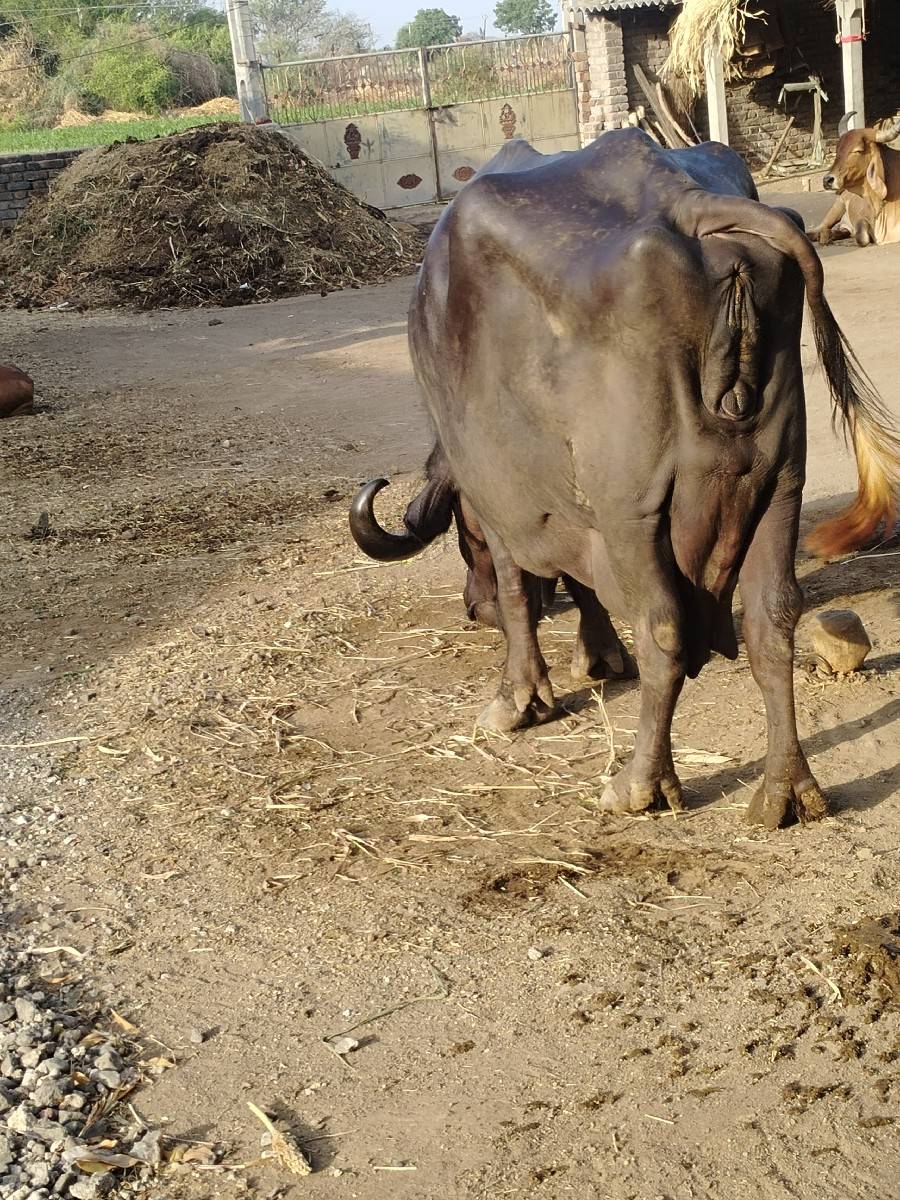 વેચવાની