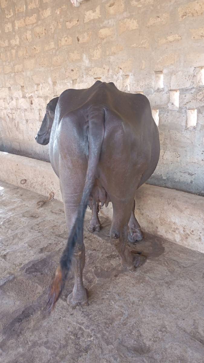 પેલા વેતર ની ખડેલી