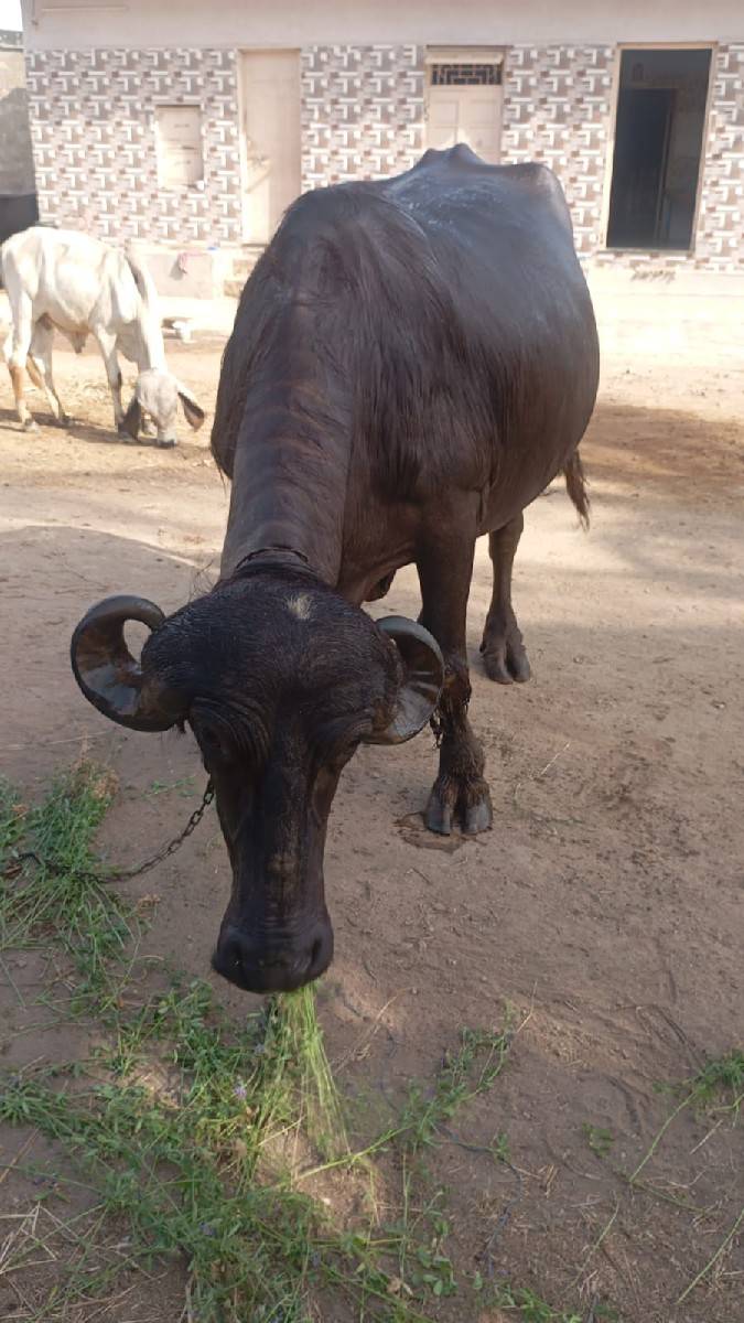 પેલા વેતર ની ખડેલી