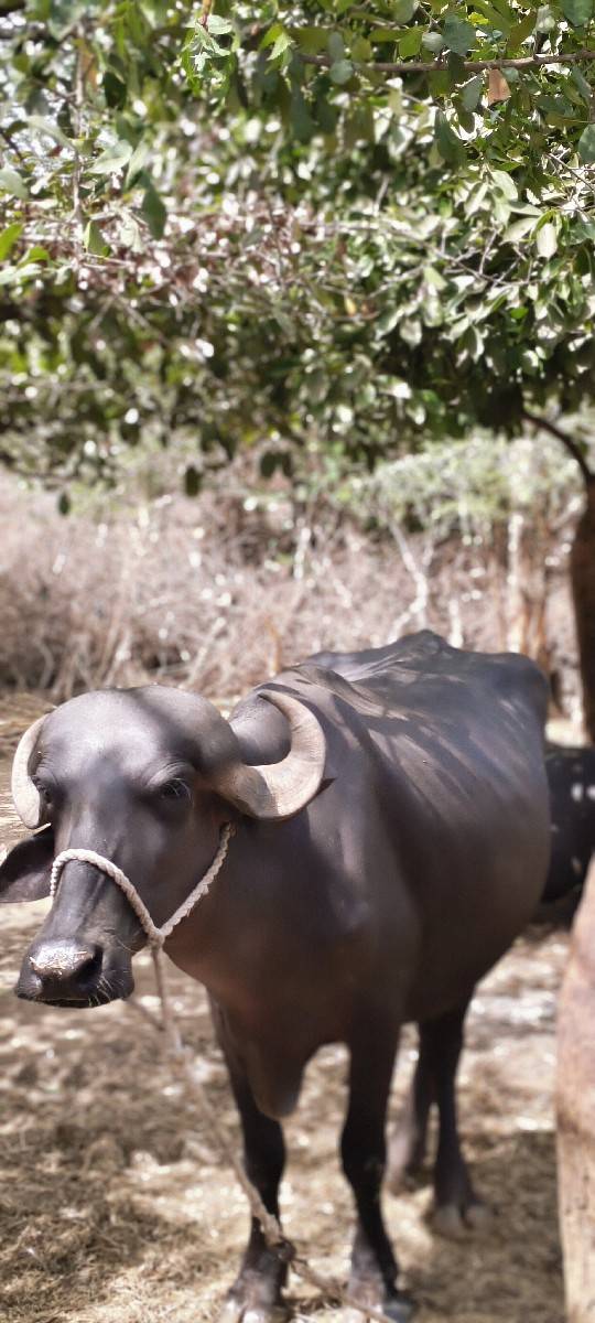 વેચવાની