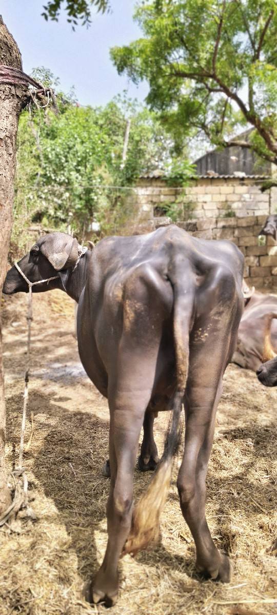 વેચવાની