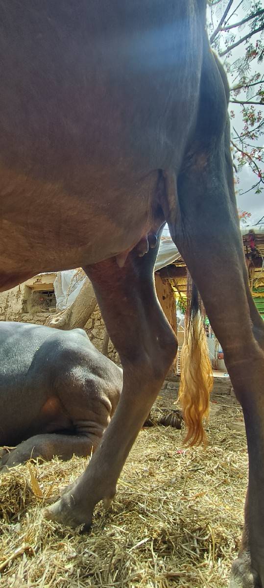 વેચવાની