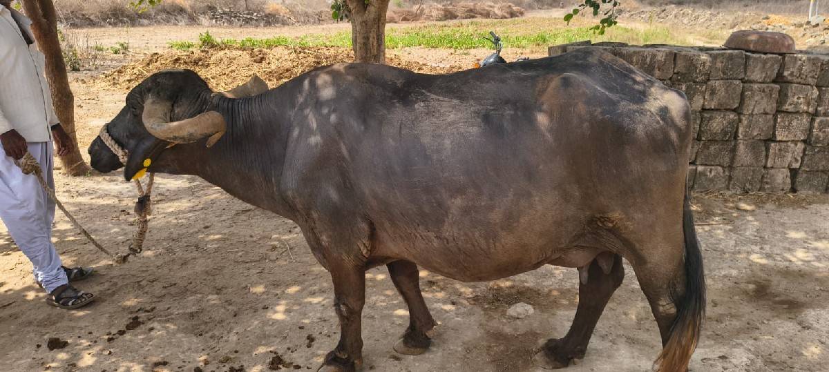 ભેંસ વેચવાની છે