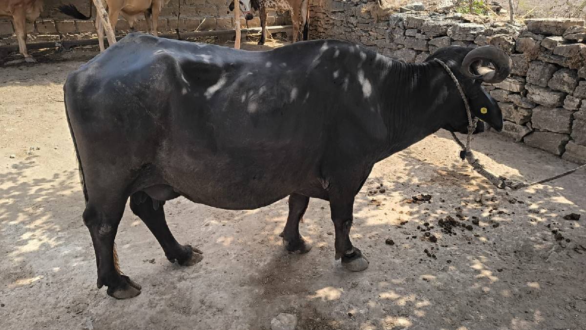 ભેંસ વેચવાની છે