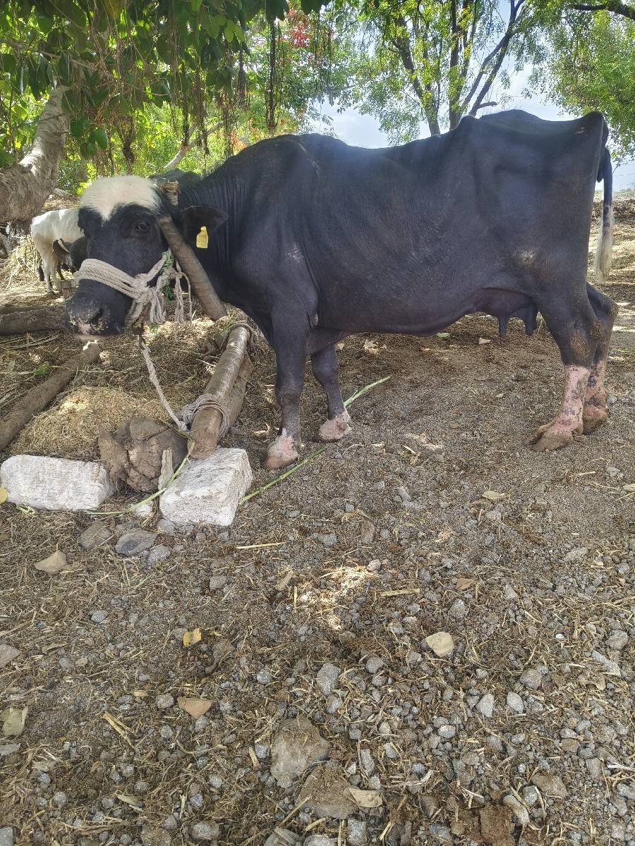 ભેંસ વેચવાની છે ભાઈ