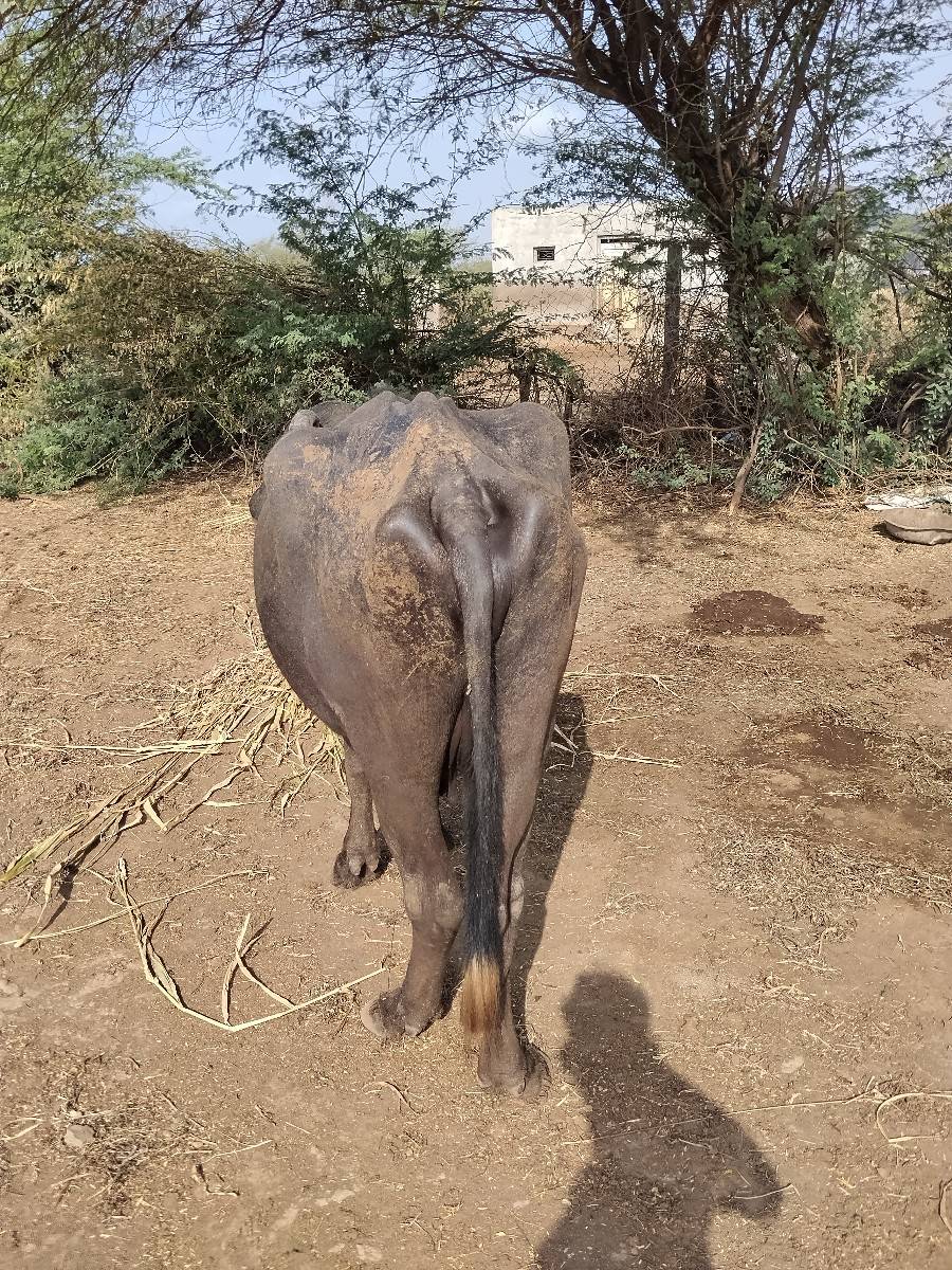 8મહીના ની ગાભણ છે