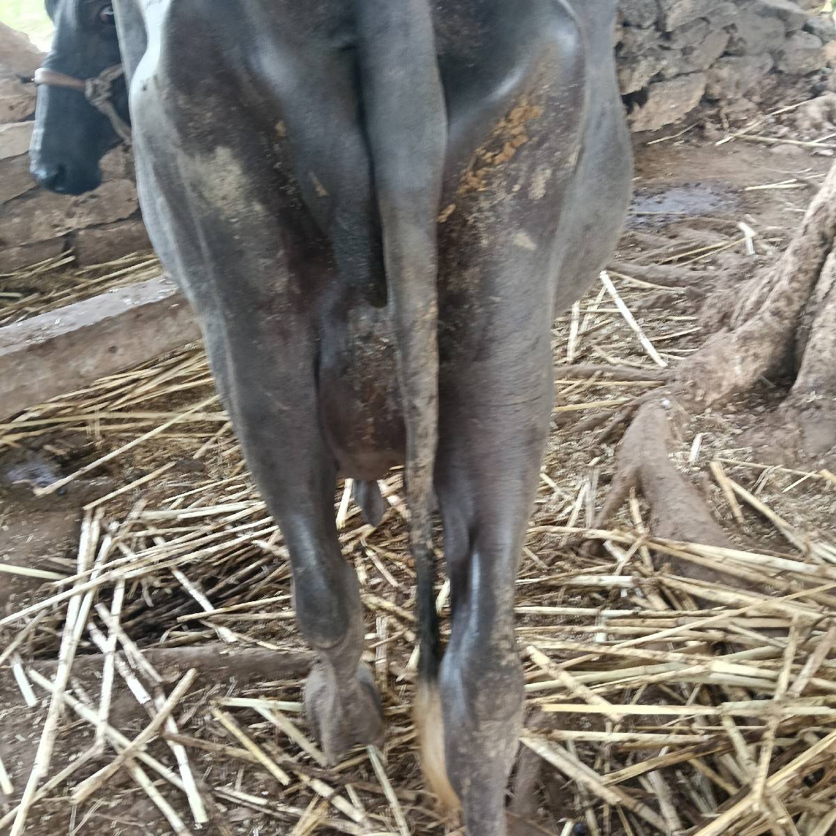 બે ત્રણ દિવસની કાચી