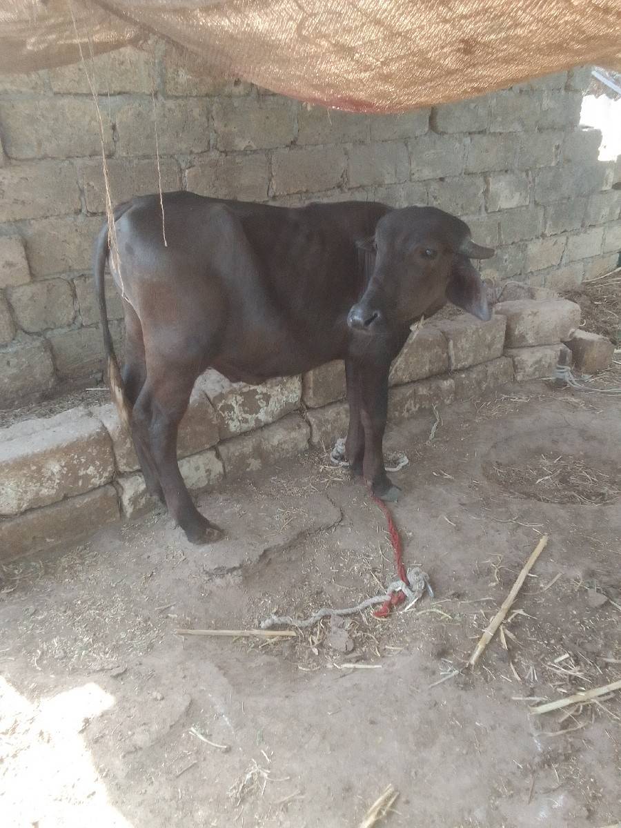 પાટોવેશવાનોછે