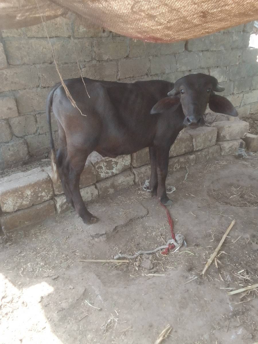 પાટોવેશવાનોછે