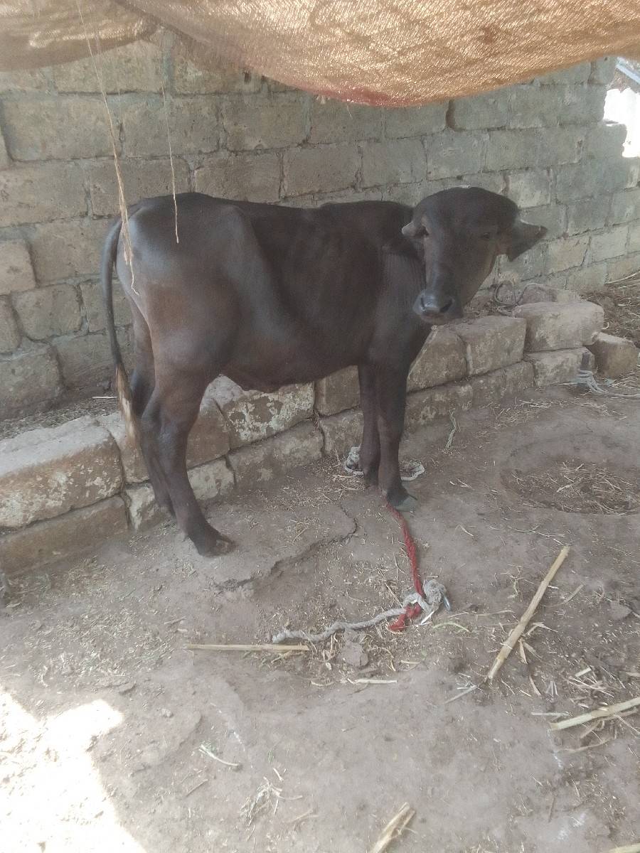 પાટોવેશવાનોછે