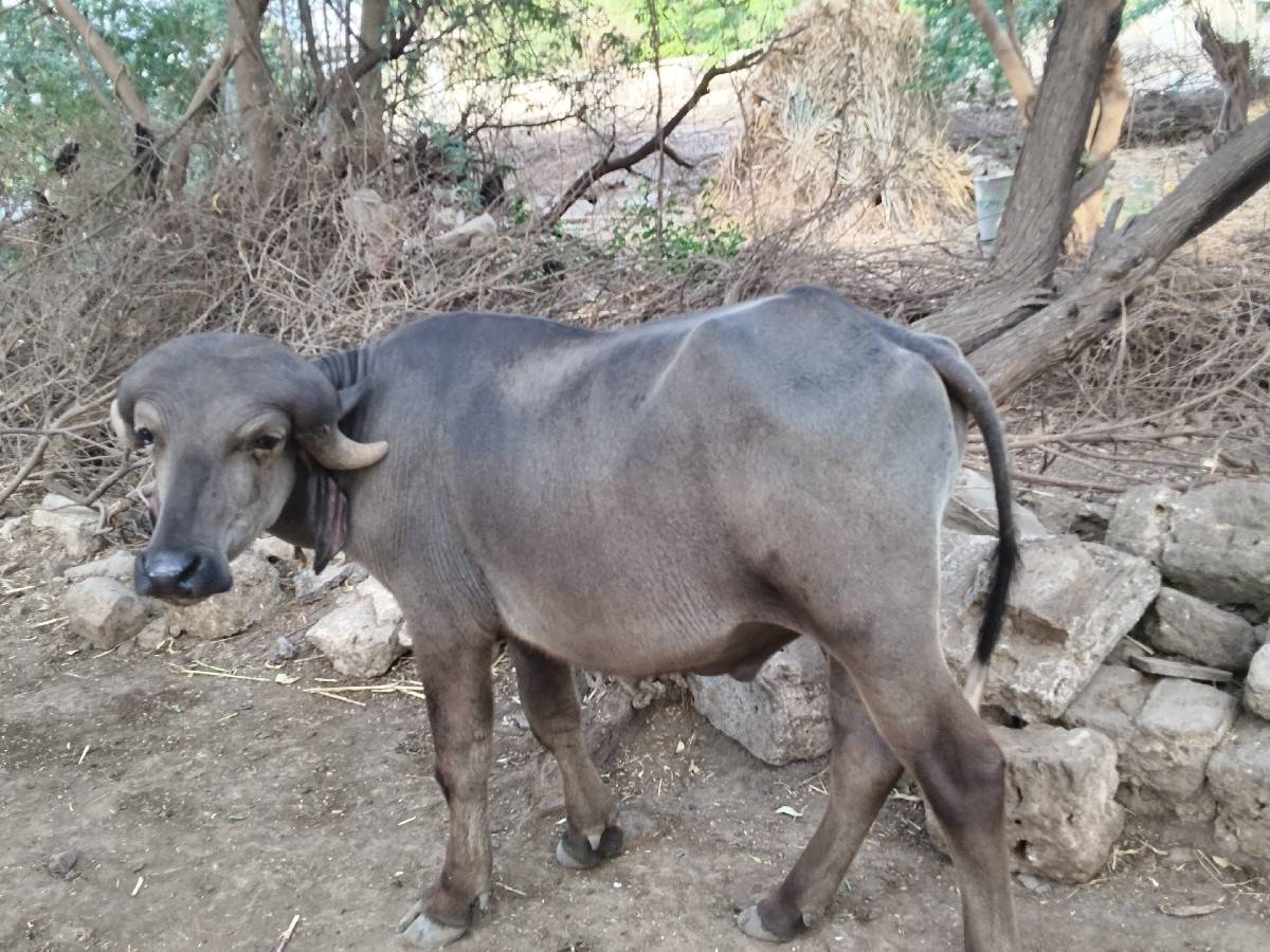 જાફરાબાદી ઓલાદ