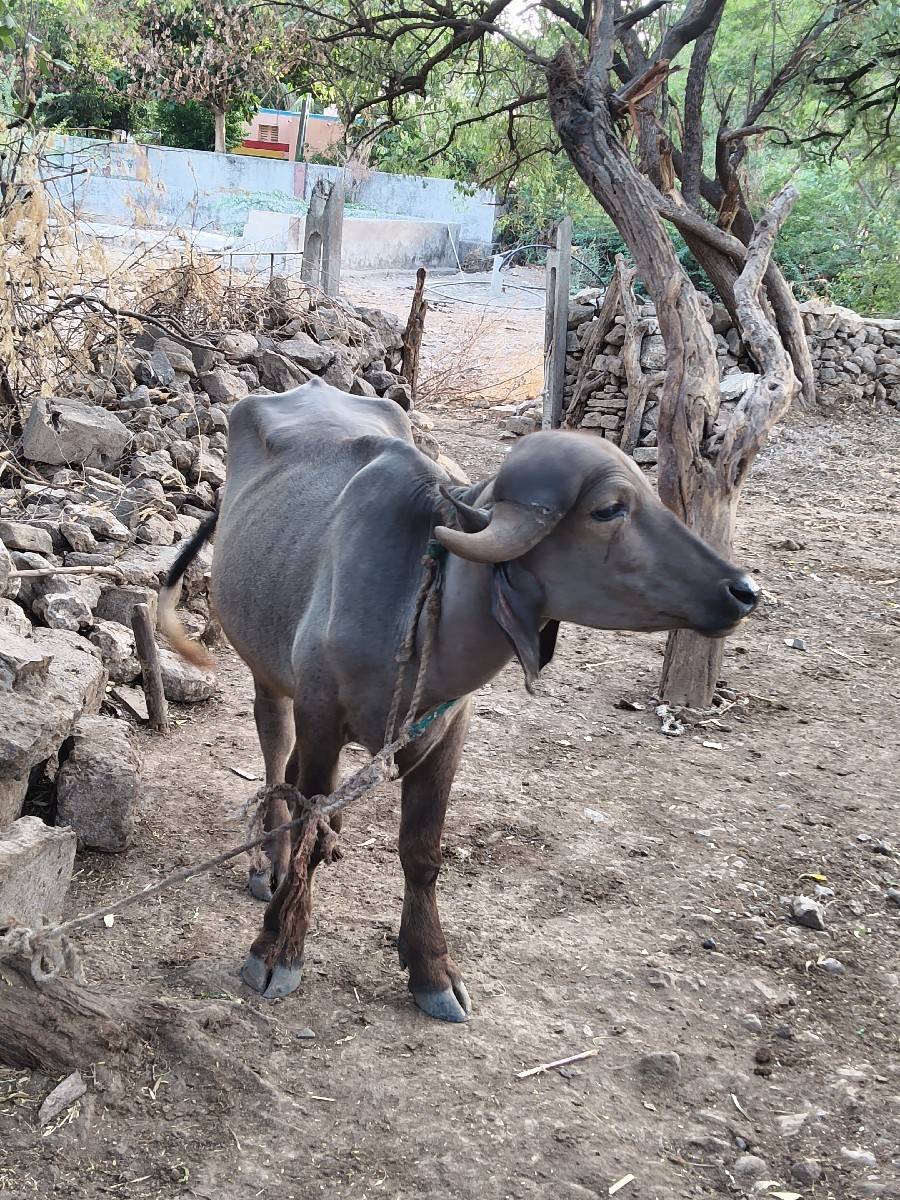 જાફરાબાદી ઓલાદ