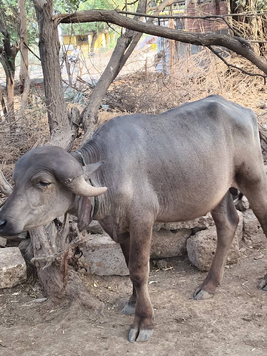 જાફરાબાદી ઓલાદ