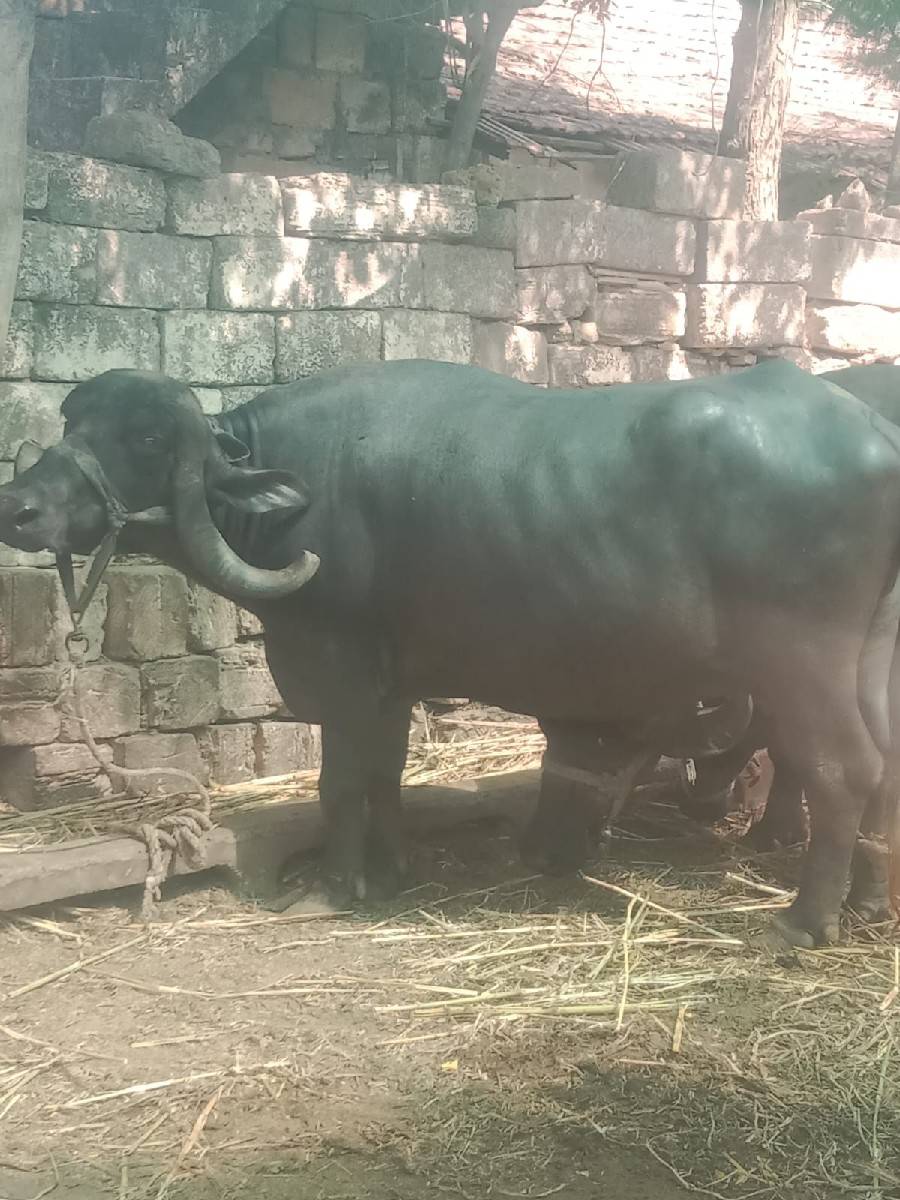 2 વેતર