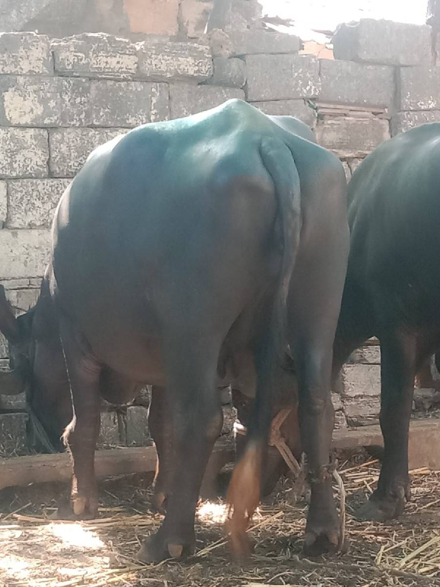 2 વેતર