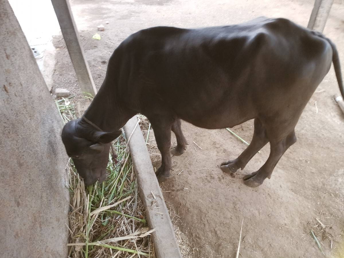 વેચવાનો છે