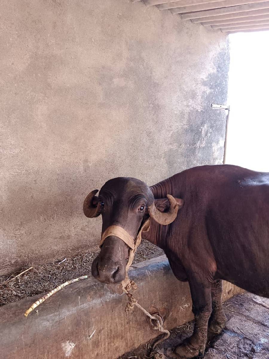 ભેંશ વેચવાની છે