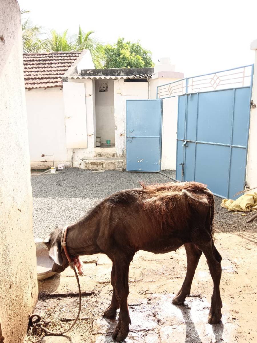 ભેંશ વેચવાની છે