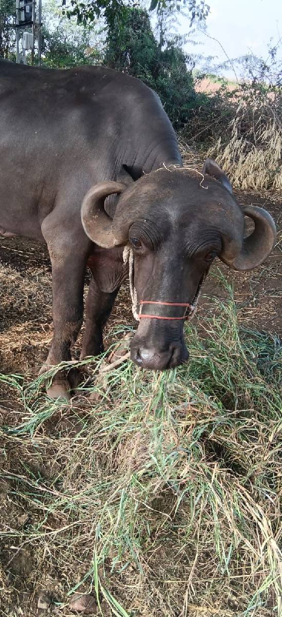 જાફરાબાદી ખડાય