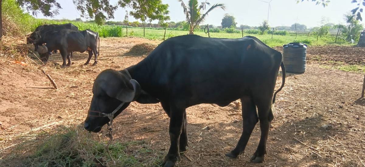 જાફરાબાદી ખડાય