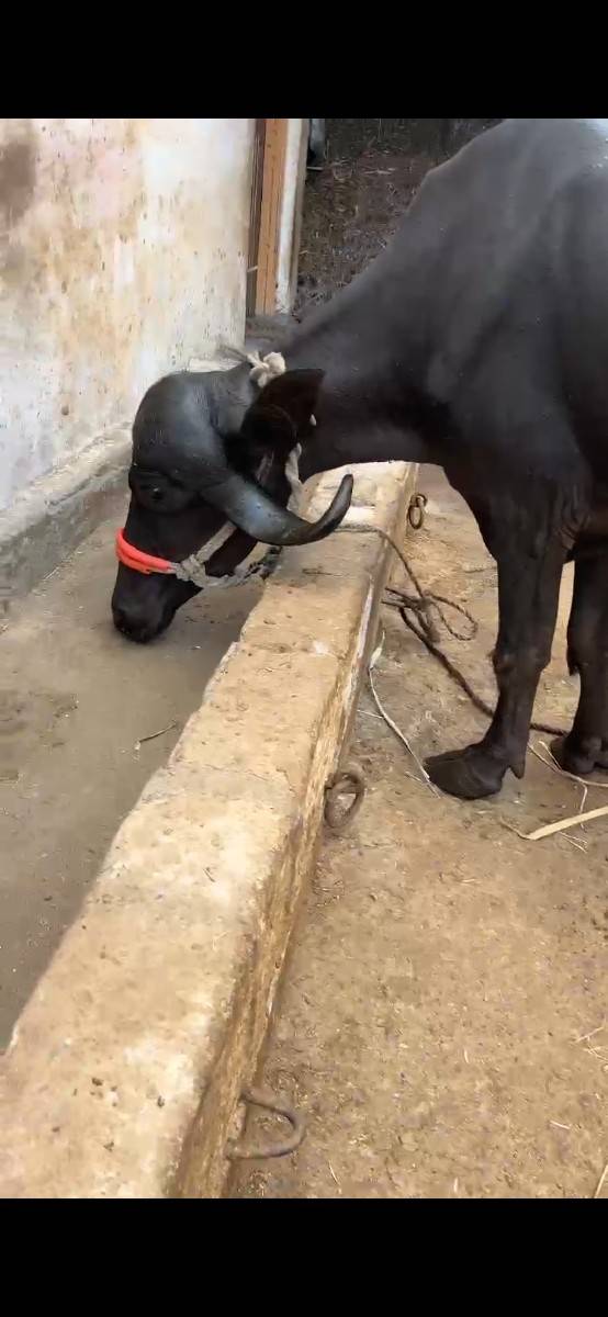 પેલુ વેતર ખડેલી