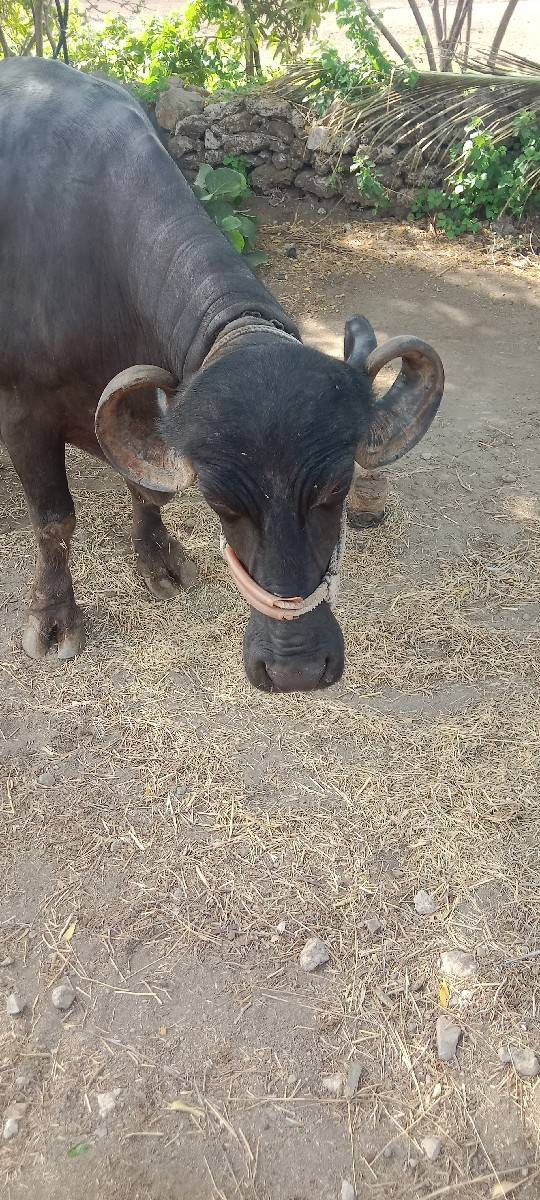 ભેશ વેચવા ની છે.