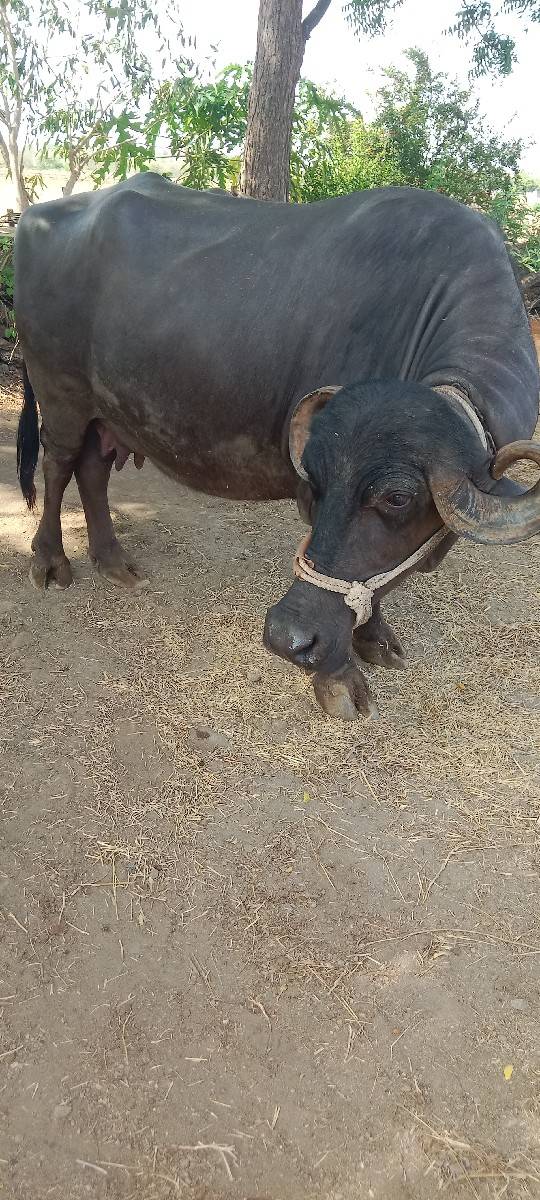 ભેશ વેચવા ની છે.