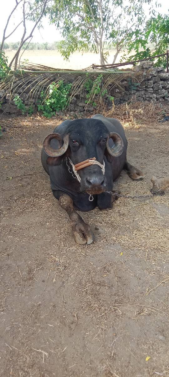 ભેશ વેચવા ની છે.