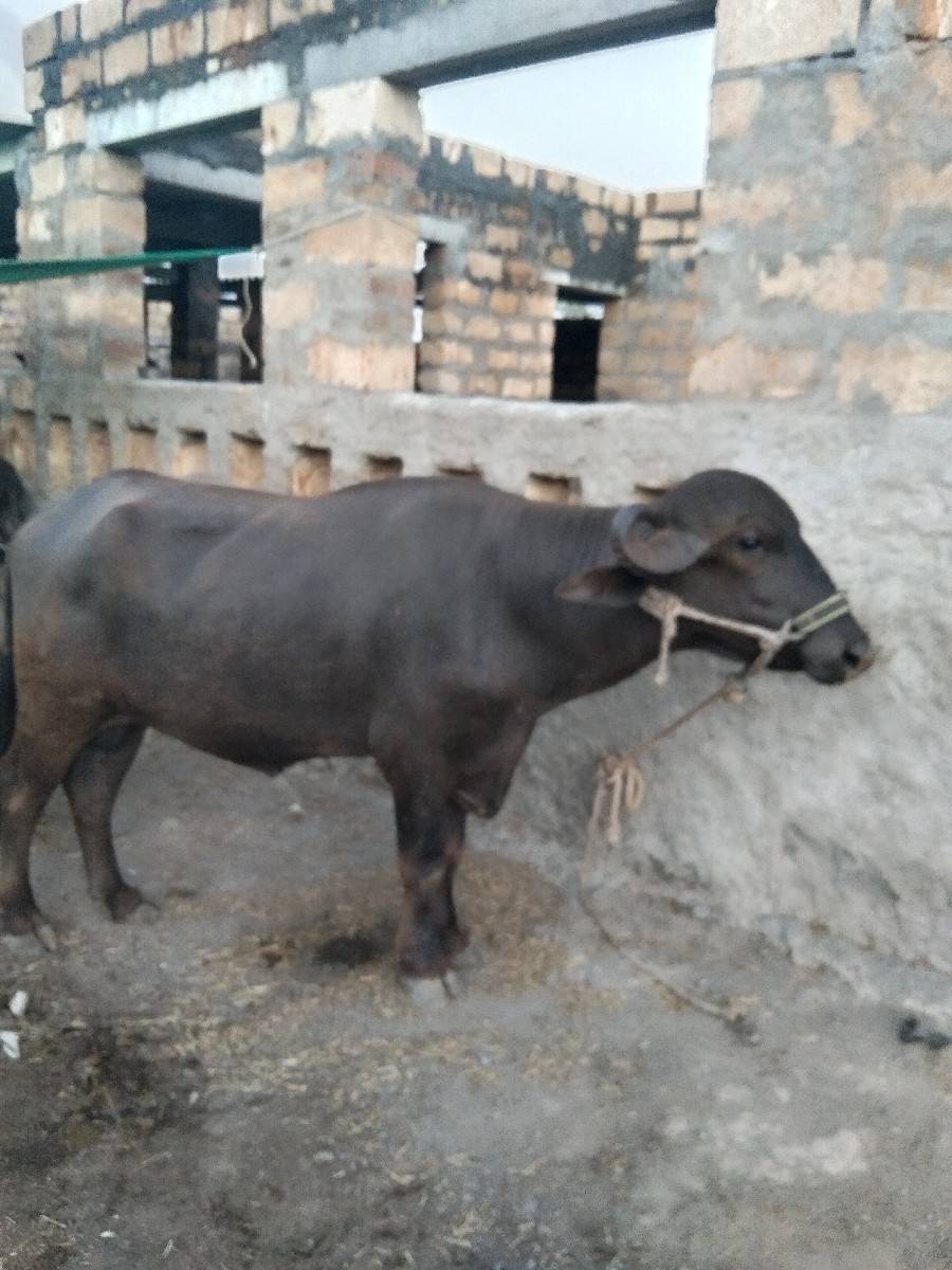 છ દાતે પાડો વેચવાનો છે