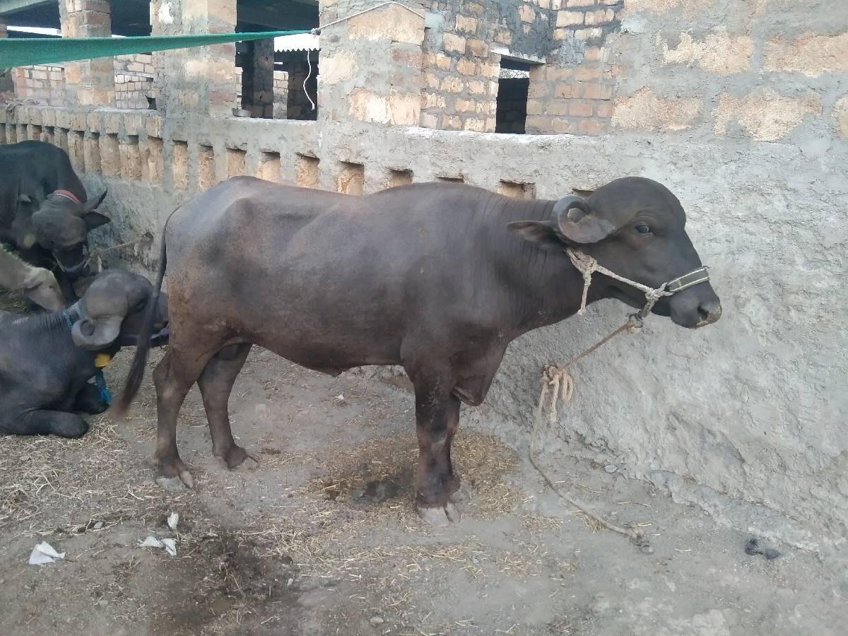 છ દાતે પાડો વેચવાનો છે