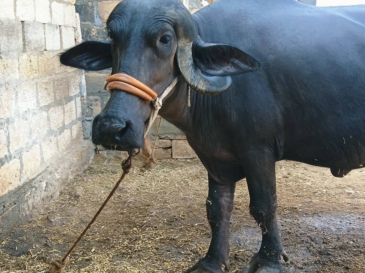 ભેંસ વેચવાની છે