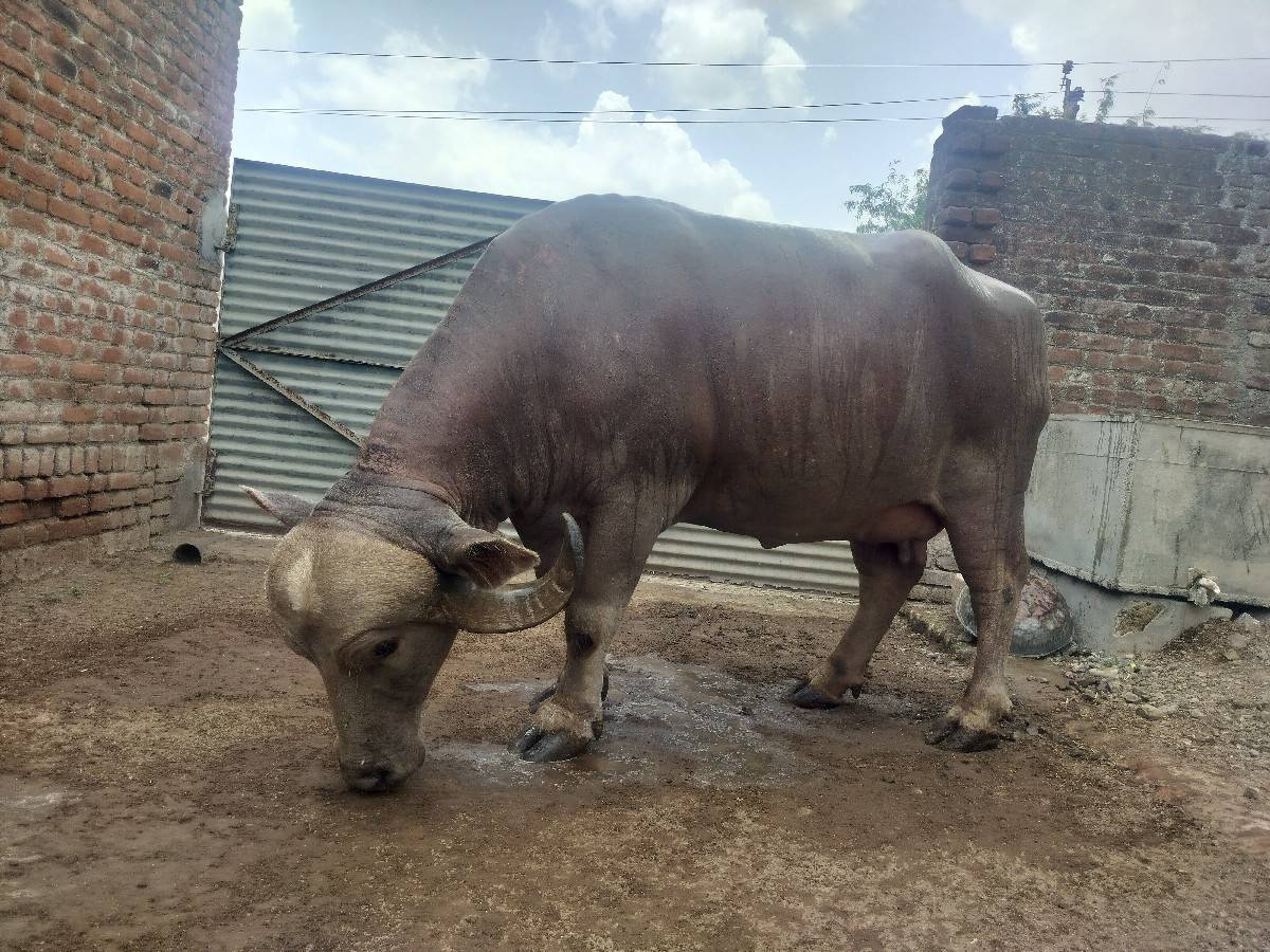 વેચવાની છે
