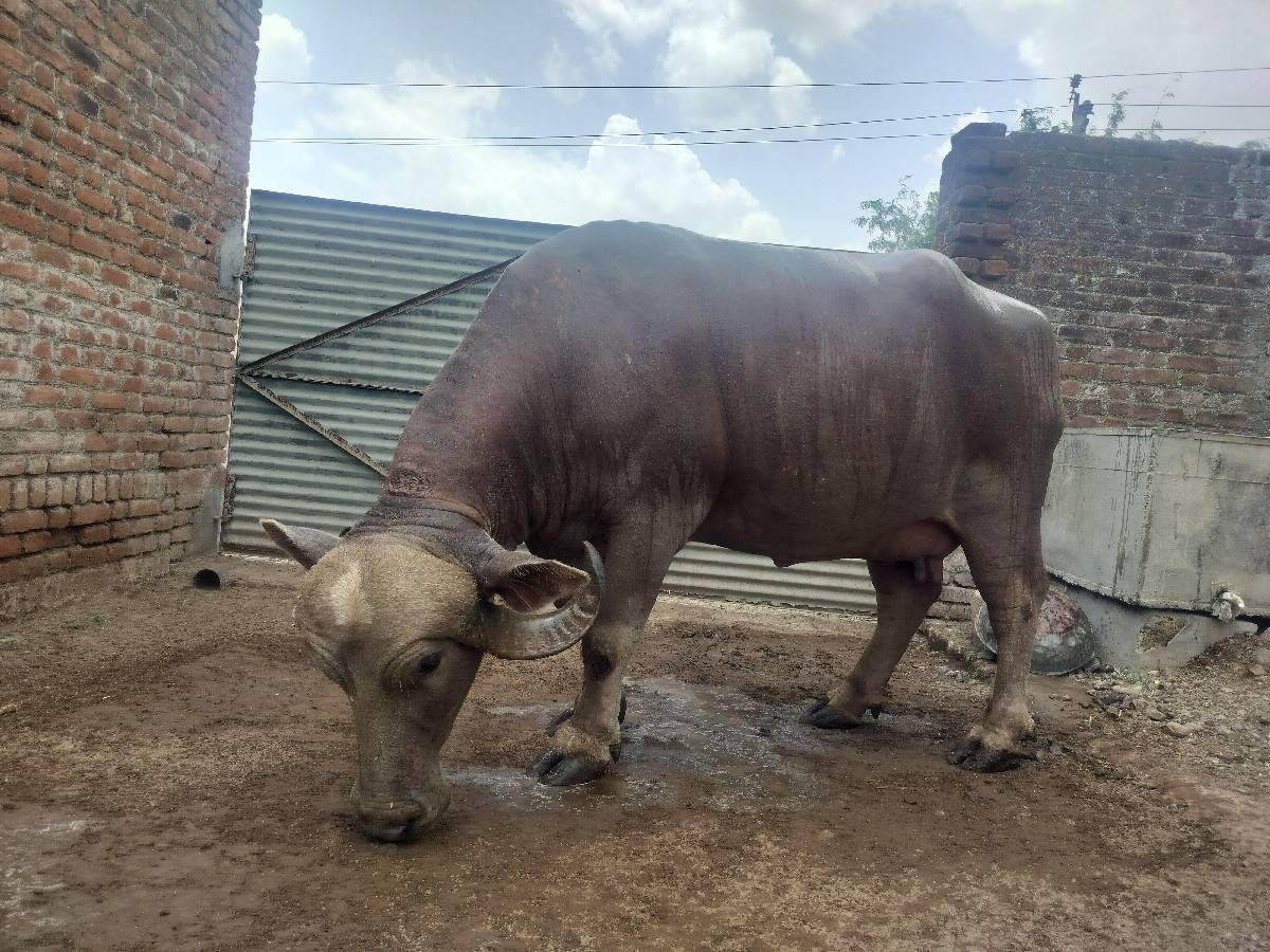 વેચવાની છે