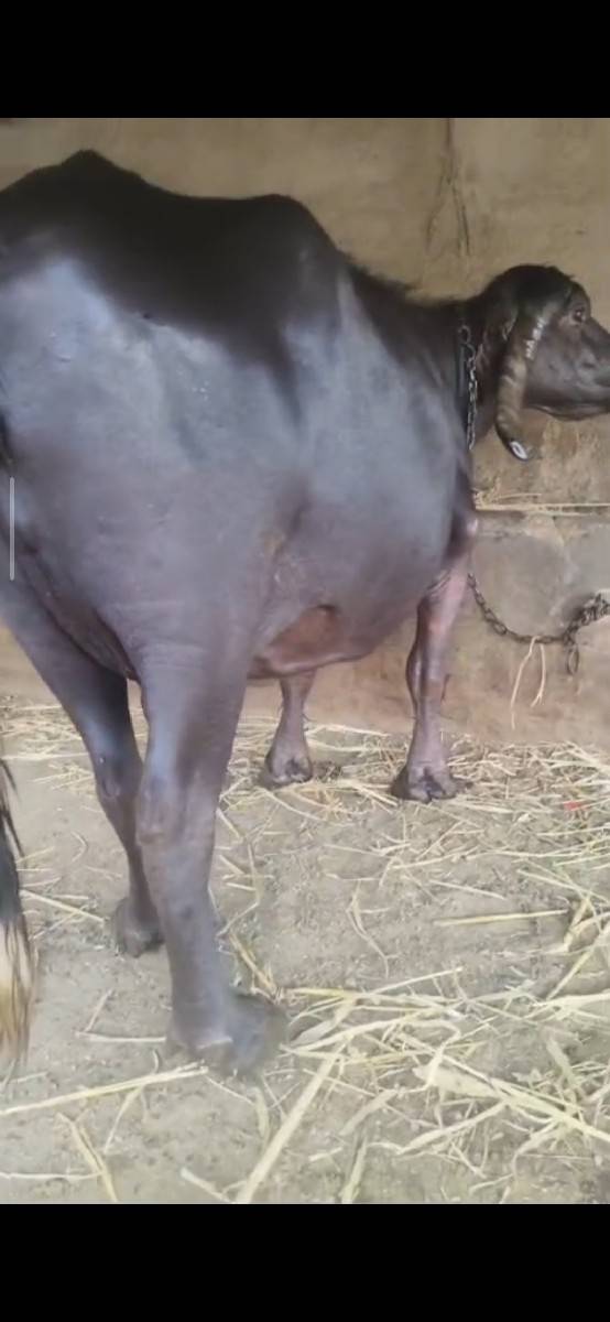 ભેંસ વેચવાની છે