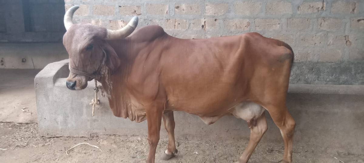 ગાય/વાછડી