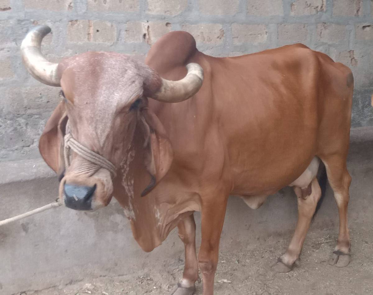 ગાય/વાછડી