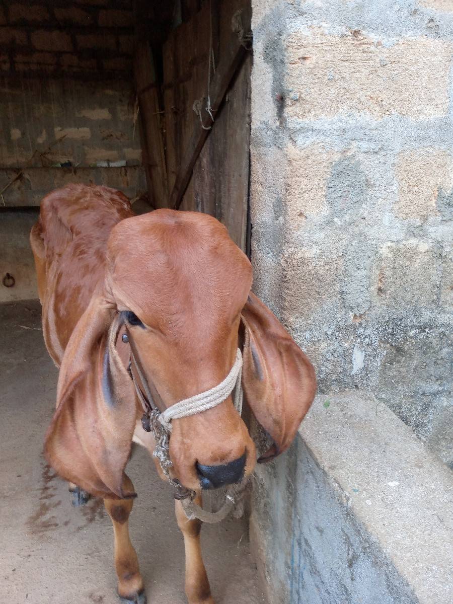 ગાય/વાછડી