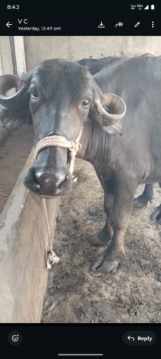 2 ખડેલા વેચવાના છે 1 2 મહિના