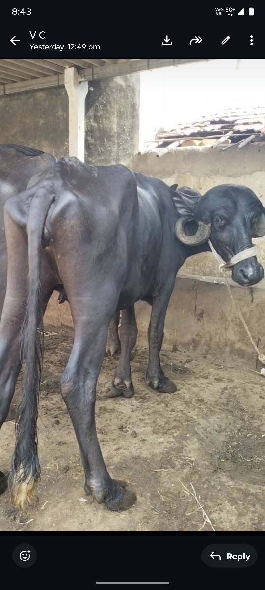 2 ખડેલા વેચવાના છે 1 2 મહિના