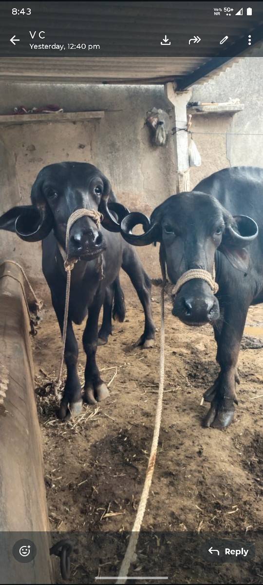 2 ખડેલા વેચવાના છે 1 2 મહિના