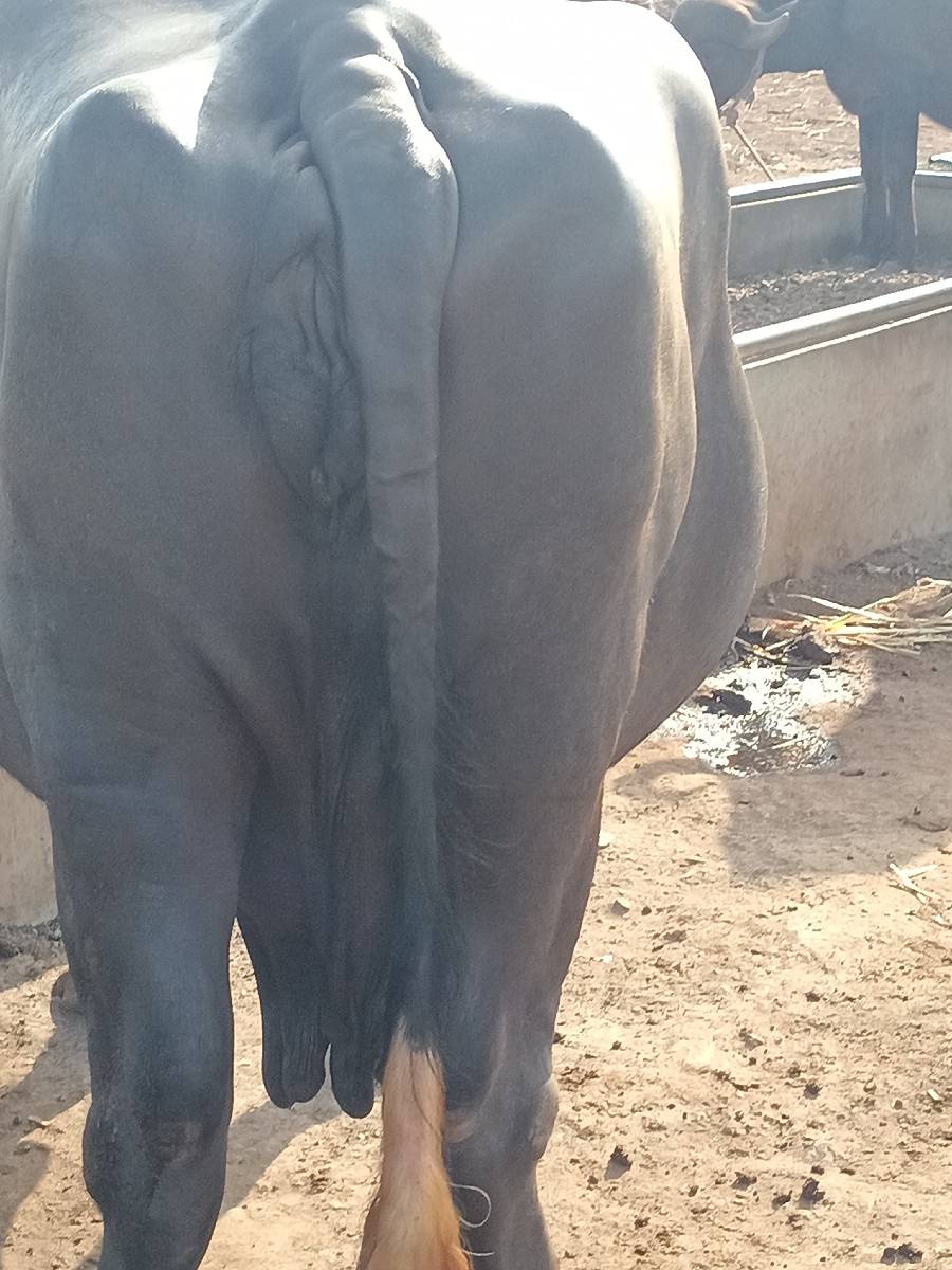 ભેસ વેચવાની છે