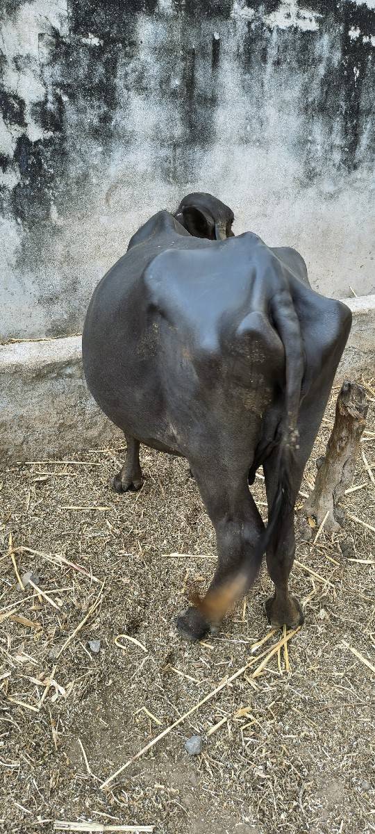 વેચવાનિ છે