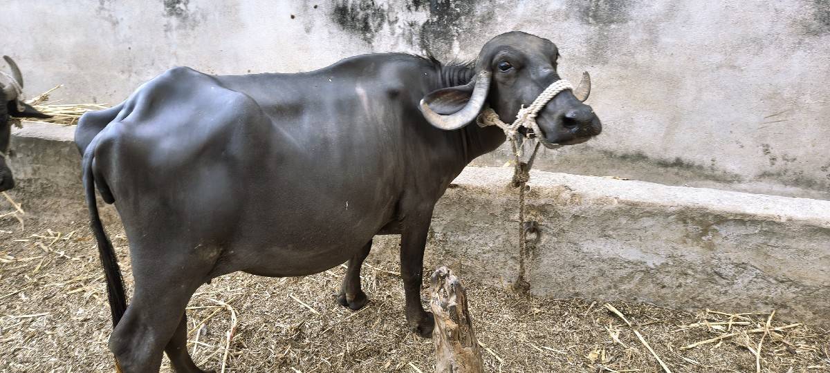 વેચવાનિ છે